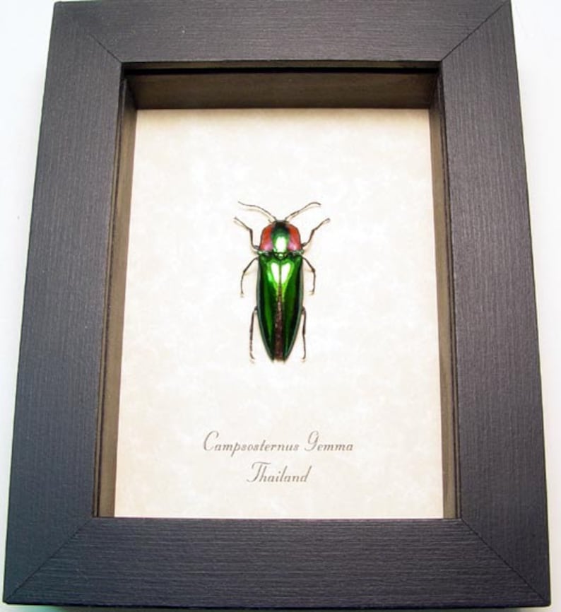 Real Framed Campsosternus Gemma Green and Red Click Beetle 8284