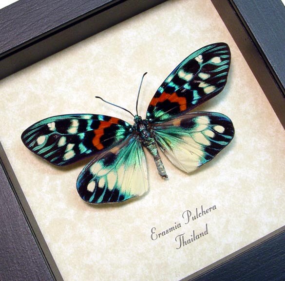 Real Framed Erasmia Pulchera Day Flying Moth Shadowbox Display | Etsy