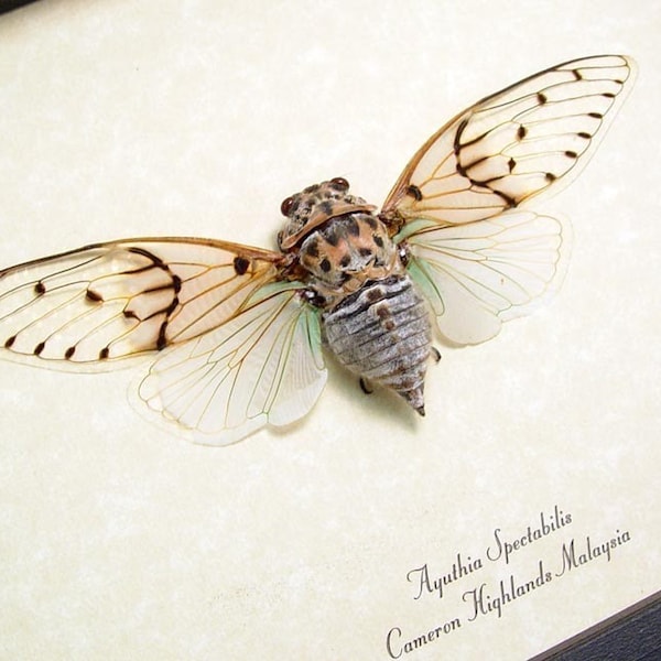 Real Ghost Cicada Conservation Quality Framed Display 2169