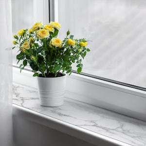 May include: A potted rose plant with vibrant yellow blooms and green foliage sits in a white ceramic pot. The plant is placed on a marble-patterned windowsill next to a window with a white curtain.