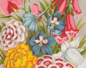 Antique Botanical Print from 1878 - Perennials - Digitalis - Fox glove - Pea - Larkspur - Canterbury bell - Double pink - Sweet William