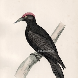 Antique Print of the Black Woodpecker - from 1891 - British Birds - Hand Coloured