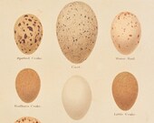 1896 Antique Chromolithograph Print of Bird 39 s Eggs - Crakes - Grebes - Water Rail - Coot - Water Hen - by Henry Seebohm - Plate no. 22