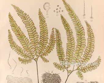 Vintage Botanical Print - Japanese Ferns - Adiantum hispidulum, Swartz - 1933 Japanese Print - Plate 203 - Ogata - Icones Filicum