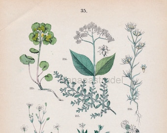 1890年 大型オリジナルアンティーク植物リトグラフ - 植物プリント