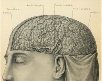 1899 Antique Anatomy Print - Superficial Fascia of Scalp - Matted - Ready to Frame 10 x 13.5 - LDC