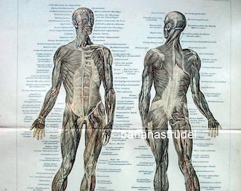 Antique Print of Muscles - 1895 Anatomy Print - Chromolithograph