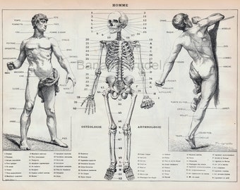 アンティーク解剖図版 - 人体の筋肉系、骨格系、血管系、神経系 - 1898