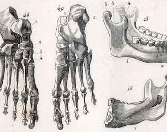 1851 Antique Steel Engraving of Teeth and Bones. Plate 123