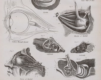 1875 Antique Anatomy Print - Organs of Sense - Eye - Ear - Nose