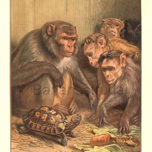 Gravure ancienne de 1886 - Une question darwinienne - Grande lithographie couleur antique rare et rare - Singes - Grands singes - Tortue - Samuel Carter