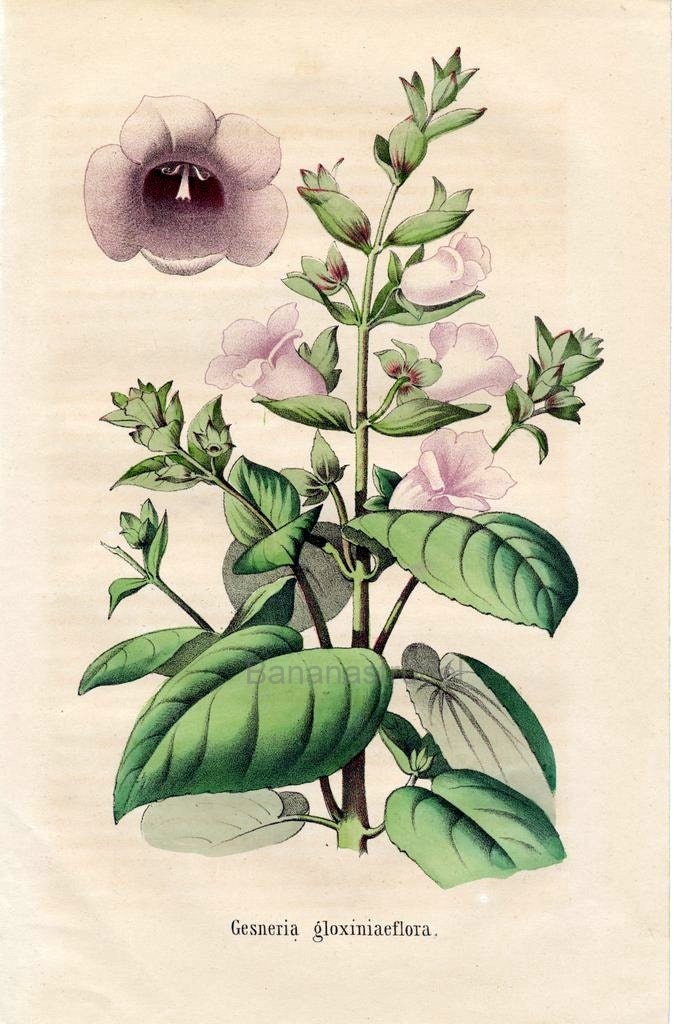 1863 Rare Vintage Botanical Print of Gesneria Gloxiniaeflora | Etsy