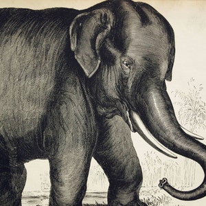 1840s-1850s Antique Engraving of the Elephant image 1