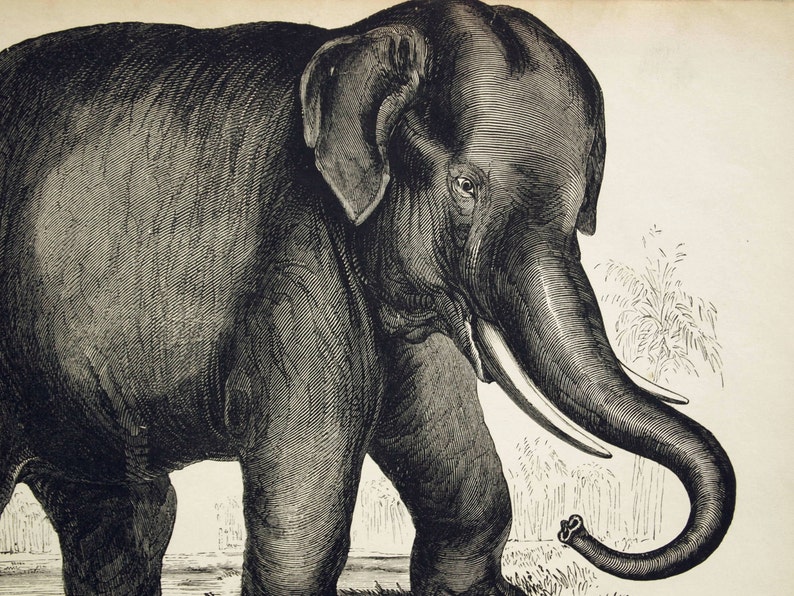 1840s-1850s Antique Engraving of the Elephant image 1