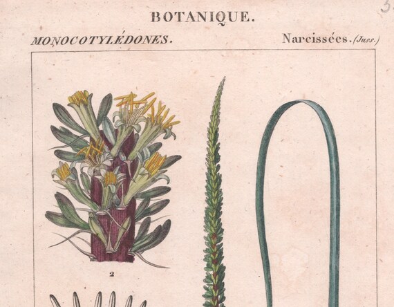 ツインフラワーアガベのアンティーク植物プリント - Agave geminiflora 