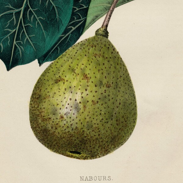 1859 Very Rare Vintage Botanical Print of the Nabours Pear - Chromolithograph