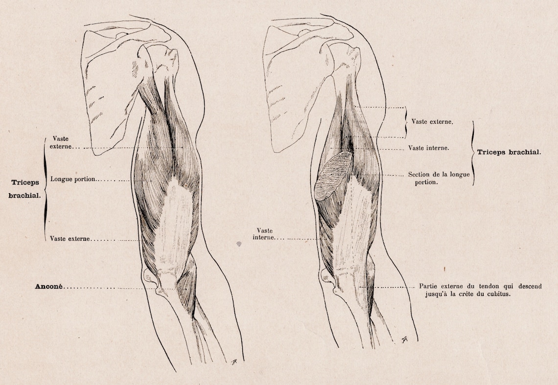 F Rence Muscles Large Antique French Anatomy Print - Muscles of the Arm - Plate 56 ...