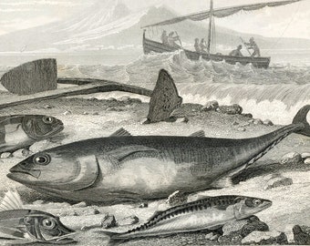 1860 Antique Steel Engraving of Fish. Perch, Mackerel, Flying Fish, Barracuda, etc. Plate 83