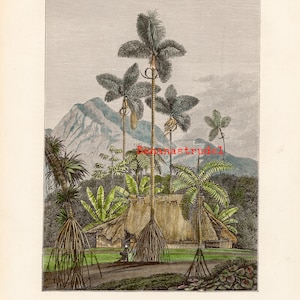 Antique Print of Palm Trees - Tropical Vegetation in the Andes, Venezuela  - Published 1800s