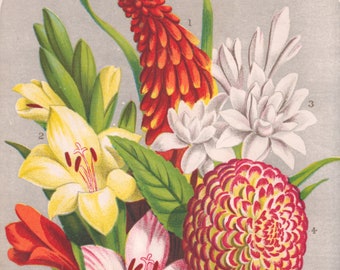 Antique Botanical Print from 1878 - Tender Bulbs - Tritona uvaria - Gladioli - Tuberose - Dahlia - Tigridia