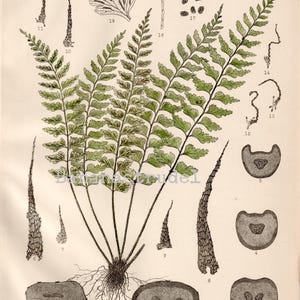 Vintage Botanical Print - Japanese Ferns - Asplenium Yoshinagae, Makino - 1935 Japanese Print - Plate 258 - Ogata - Icones Filicum