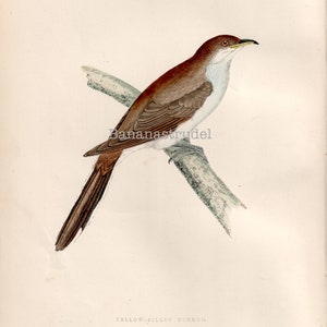 Antique Print of the Yellow-billed Cuckoo - from 1891 - British Birds - Hand Coloured