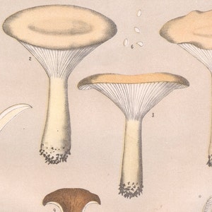 May include: A vintage illustration of nine different types of mushrooms. The mushrooms are drawn in detail with different colors and shapes. The illustration is on a light beige background.