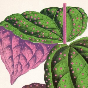 1891 English Vintage Botanical Print of Beautiful Leaved Plants by Shirley Hibberd. Bertolonia guttata - Chromolithograph