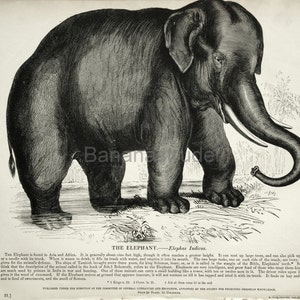 1840s-1850s Antique Engraving of the Elephant image 3