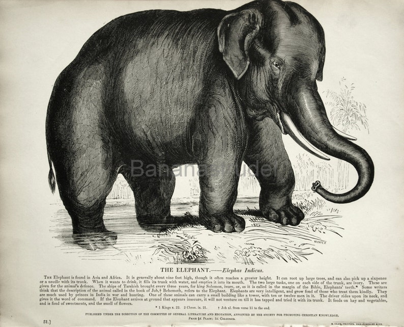 1840s-1850s Antique Engraving of the Elephant image 3