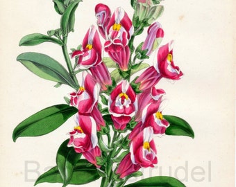 1847 Rare Vintage Botanical Print by Joseph Paxton - Antirrhinum Majus - Handcolored