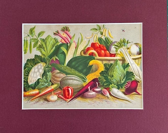 Antique Botanical Print of Fruits and Vegetables - 1878 Vintage Rare Hand-coloured Print - Matted - Ready to Frame 8 x 10