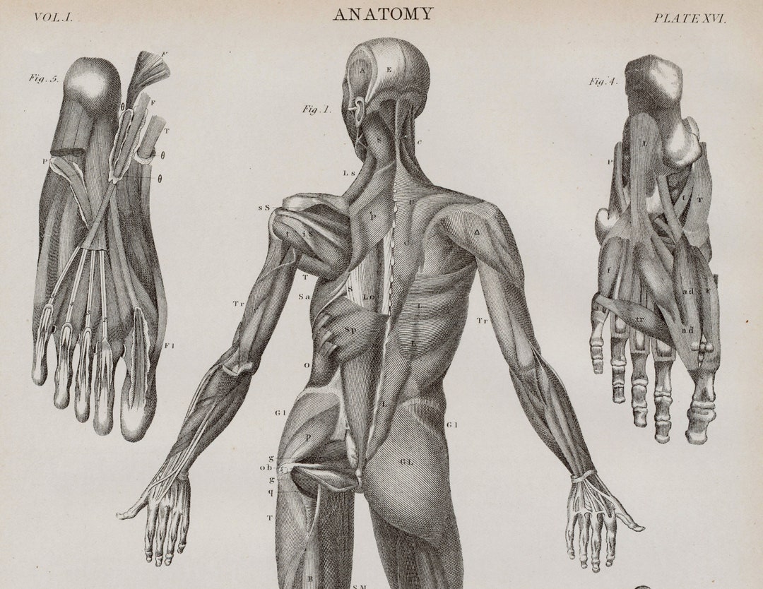 1875 Antique Anatomy Print - Muscles of the Hands and Feet - Muscular ...