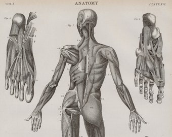 1875 Antique Anatomy Print - Muscles of the Hands and Feet - Muscular System