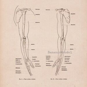Könnte beinhalten: Anatomische Illustration des menschlichen Arms, die das Skelett von der Schulter bis zu den Fingerspitzen zeigt. Beschriftet mit anatomischen Begriffen in Französisch. Schwarz-Weiß-Zeichnung auf gealtertem Papier.