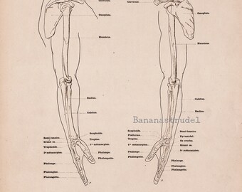 Large Antique French Anatomy Print - Skeleton of the Upper Limbs - Plate 25 - Published 1890