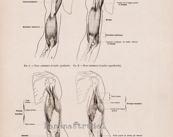 Large Antique French Anatomy Print - Muscles of the Arm - Plate 56 - Published 1890