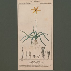 Antique Botanical Print of Hypoxis Stellata - 1829 Rare Hand-coloured Print - Matted - Ready to Frame 8x10