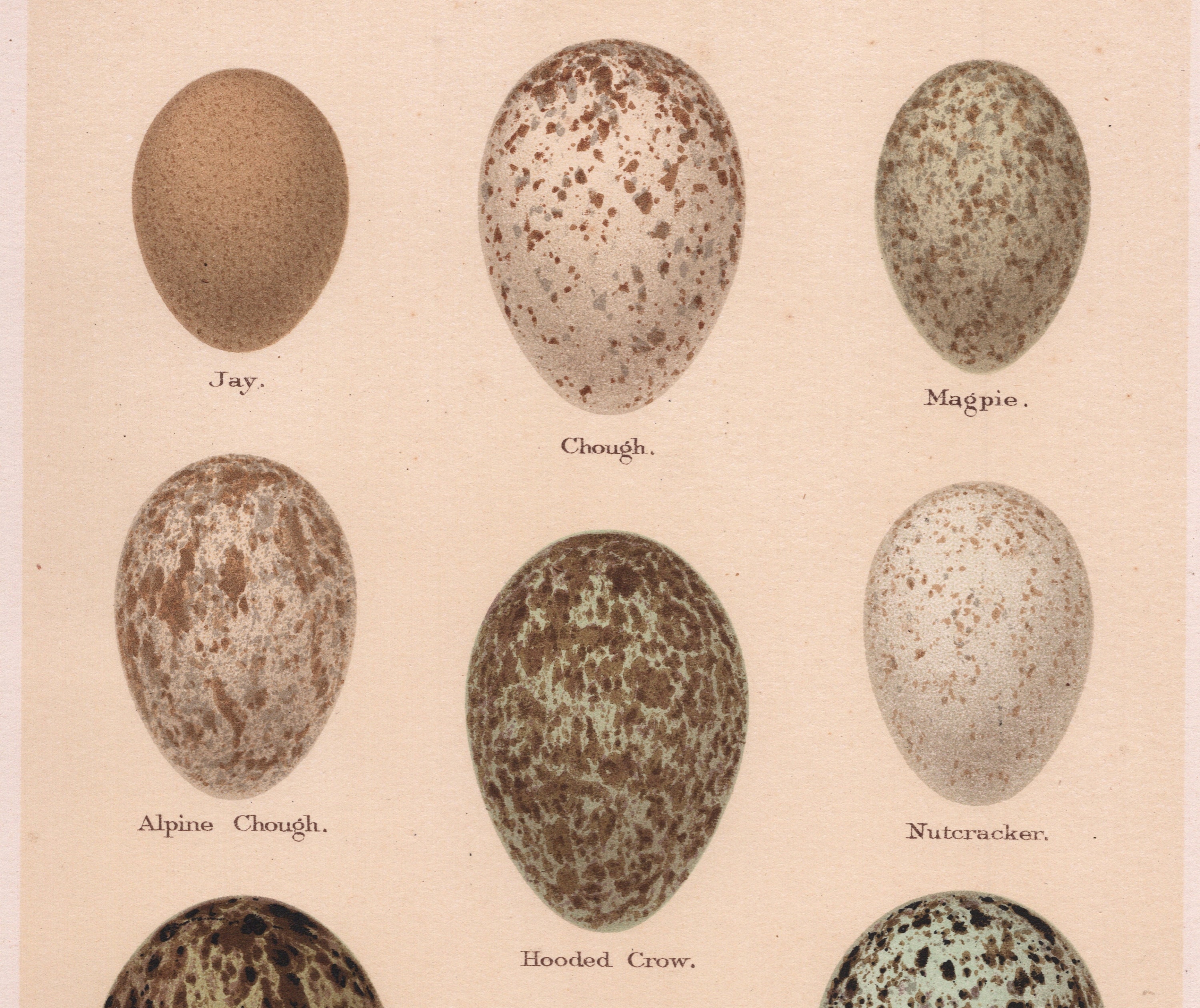 Crow Eggs for sale | Only 4 left at -70%