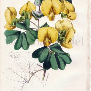 May include: A botanical illustration of a yellow flower with green leaves. The flower is called "Amica zygomera" and the illustration is by S. Holden.