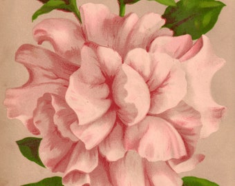 Double Petunia - Antique Botanical Print from 1878