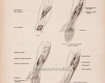 Large Antique French Anatomy Print - Muscles of the Forearm (Anterior) - Plate 57 - Published 1890