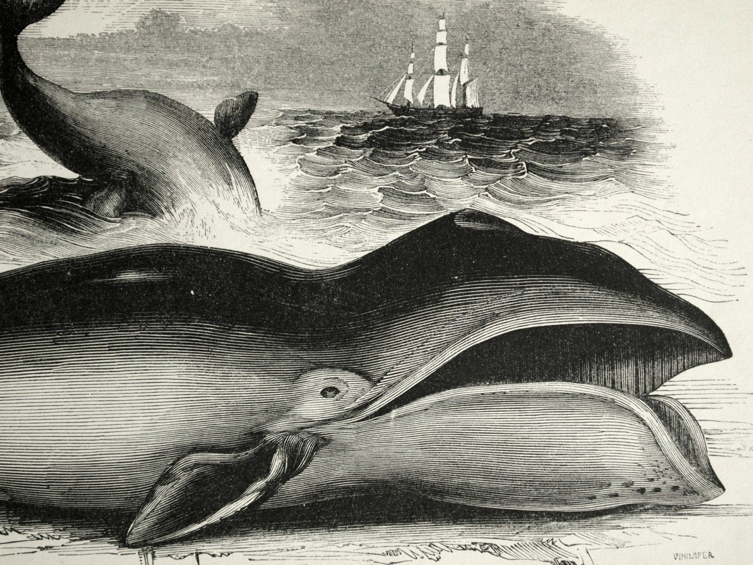 1840年代～1850年代のクジラのアンティーク版画 - Etsy 日本