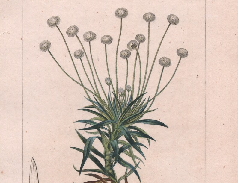 Antique Botanical Print of Eriocaulon dendroides 1829 Rare Hand-coloured Print