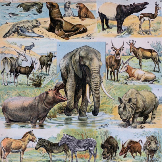 Antique Print of Mammals - Elephants - Lions - Tigers - Apes Antique Print of Mammals - Elephants - Lions - Tigers - Apes