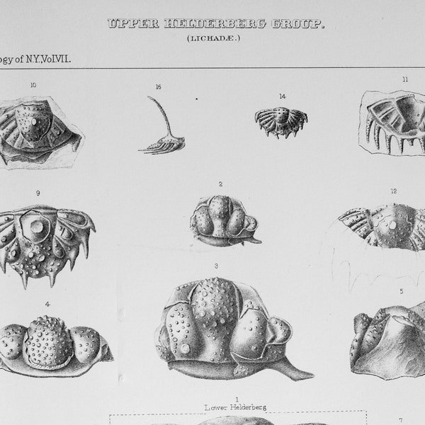 1888 Antique Paleontology Lithograph of Trilobytes and Other Fossils. Plate 19A