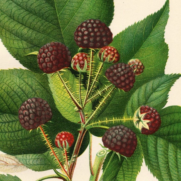 1892 Antique Botanical Print - Hannibal Raspberry - Vintage Chromolithograph - Dated