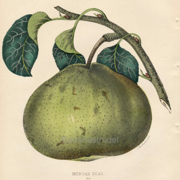 1859 Very Rare Vintage Botanical Print of the Morgan Pear - Chromolithograph