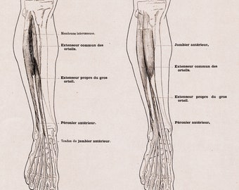 Large Antique French Anatomy Print - Muscles of the Leg - Plate 65 - Published 1890