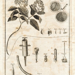 1801 Copper-engraved Plate on Urceola Elastica image 4